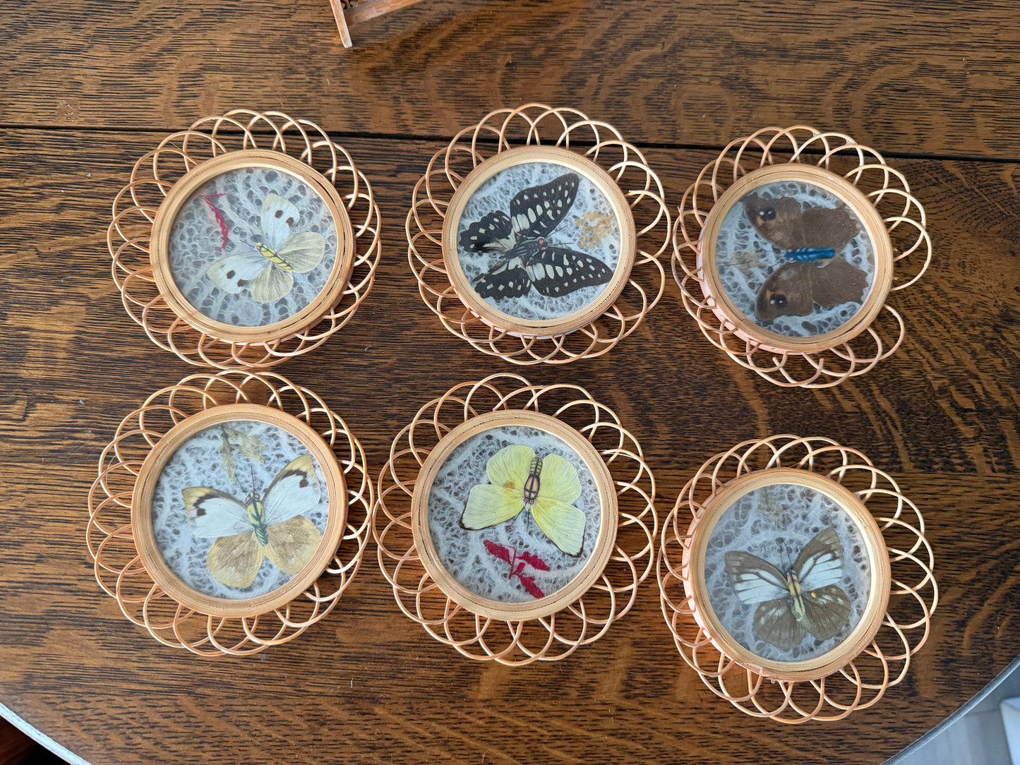 Vintage Butterfly Specimen Coaster Set with Rattan Stand – Set of 6
